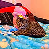 Dennis The Menace is registered to the contest to win money with this photo: cat, kitten, tabby, pet, animal, lying_down, bed, blanket, plush_toy, stuffed_animal, bedroom, cozy, indoors, portrait, fur, striped_fur, blue_blanket, rainbow, relaxed, home