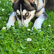 Bella a rejoint le concours — aidez-le/la à gagner de superbes lots ! dog, puppy, siberian_husky, black_and_white, blue_eyes, pointed_ears, lying_down, grass, meadow, flowers, daisies, outdoors, nature, portrait, close_up, animal, fur, alert, greenery, spring