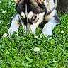 dog, puppy, siberian_husky, black_and_white, blue_eyes, pointed_ears, lying_down, grass, meadow, flowers, daisies, outdoors, nature, portrait, close_up, animal, fur, alert, greenery, spring