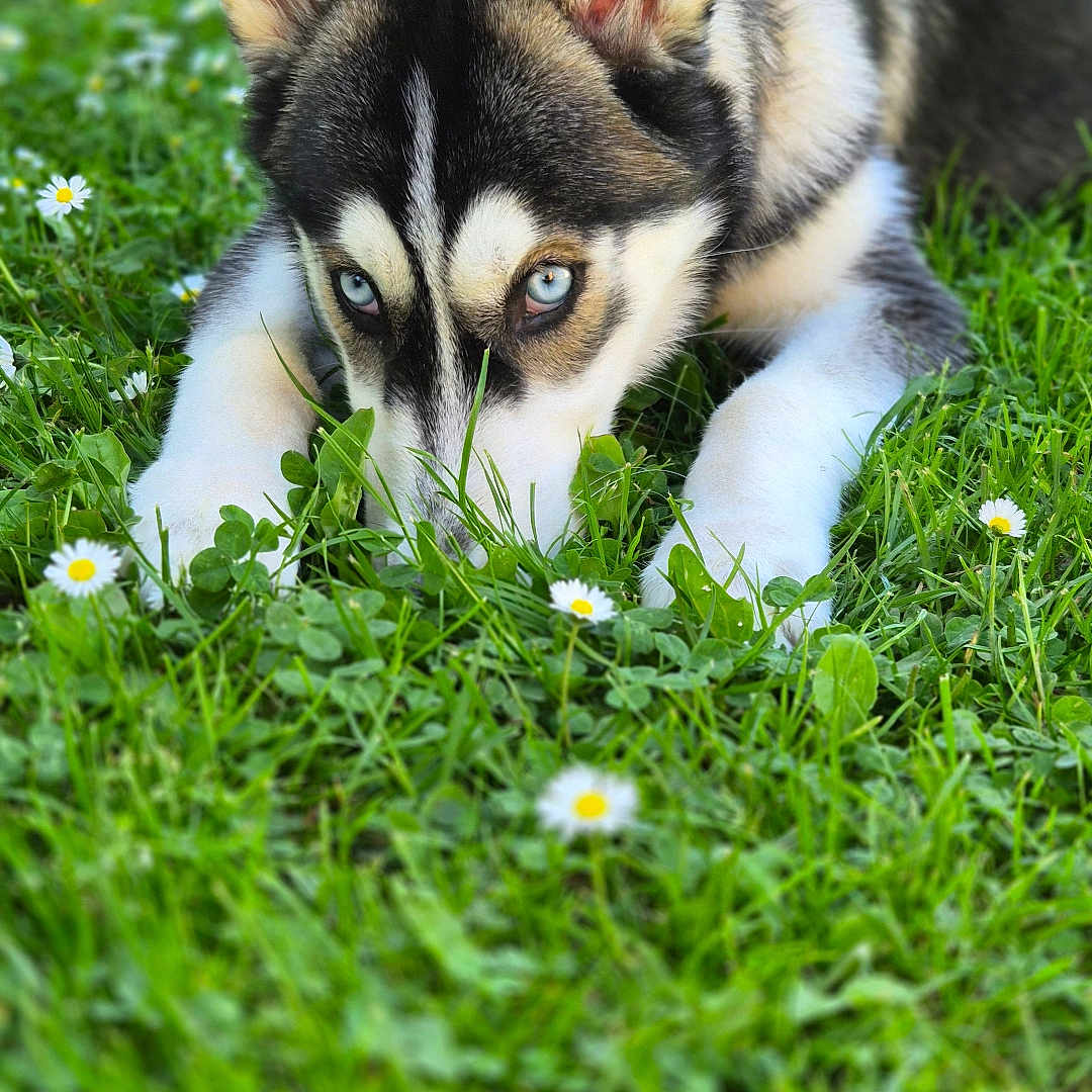 Bella