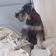 Victor participe au concours pour gagner de l'argent avec cette photo : animal, blanket, canine, cat, couch, cushion, dog, dogbed, furniture, homedecor, kitten, pet, pillow, puppy, terrier