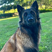 Saïka participe au concours pour gagner de l'argent avec cette photo : dog, german_shepherd, canine, pet, animal, outdoor, grass, nature, portrait, fur, ears, nose, eyes, sitting, daylight, greenery, blurred_background, mammal, companion, friendly
