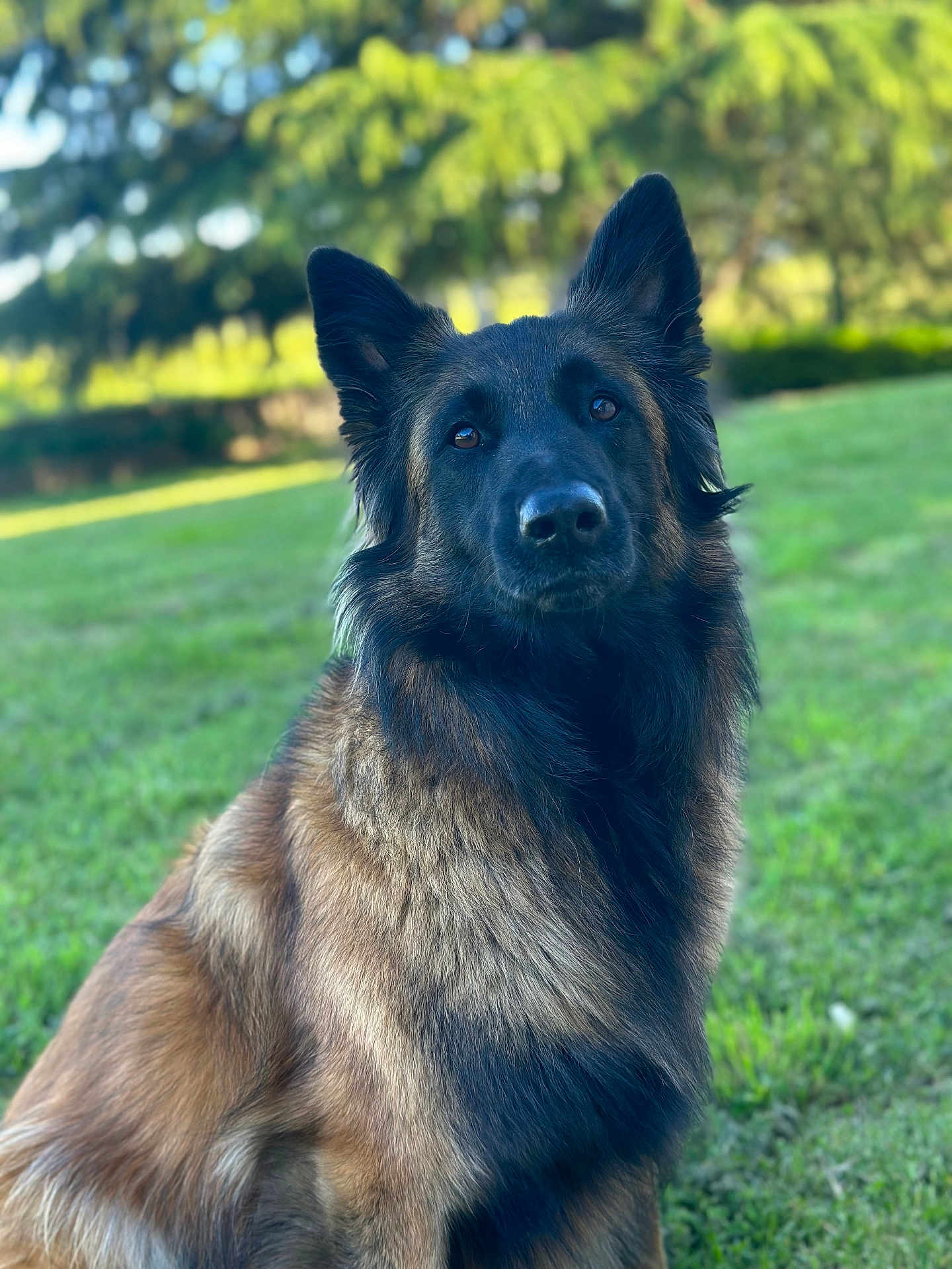 Saïka participe au concours pour gagner de l'argent avec cette photo : dog, german_shepherd, canine, pet, animal, outdoor, grass, nature, portrait, fur, ears, nose, eyes, sitting, daylight, greenery, blurred_background, mammal, companion, friendly