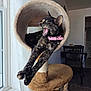 Sodapop joined the competition — help win amazing prizes! cat, tortoiseshell_cat, cat_tree, stretching, yawning, pink_collar, indoor, window, natural_light, furniture, home, curtain, dining_chair, dining_table, rope, pet, animal, relaxed, cozy, fur