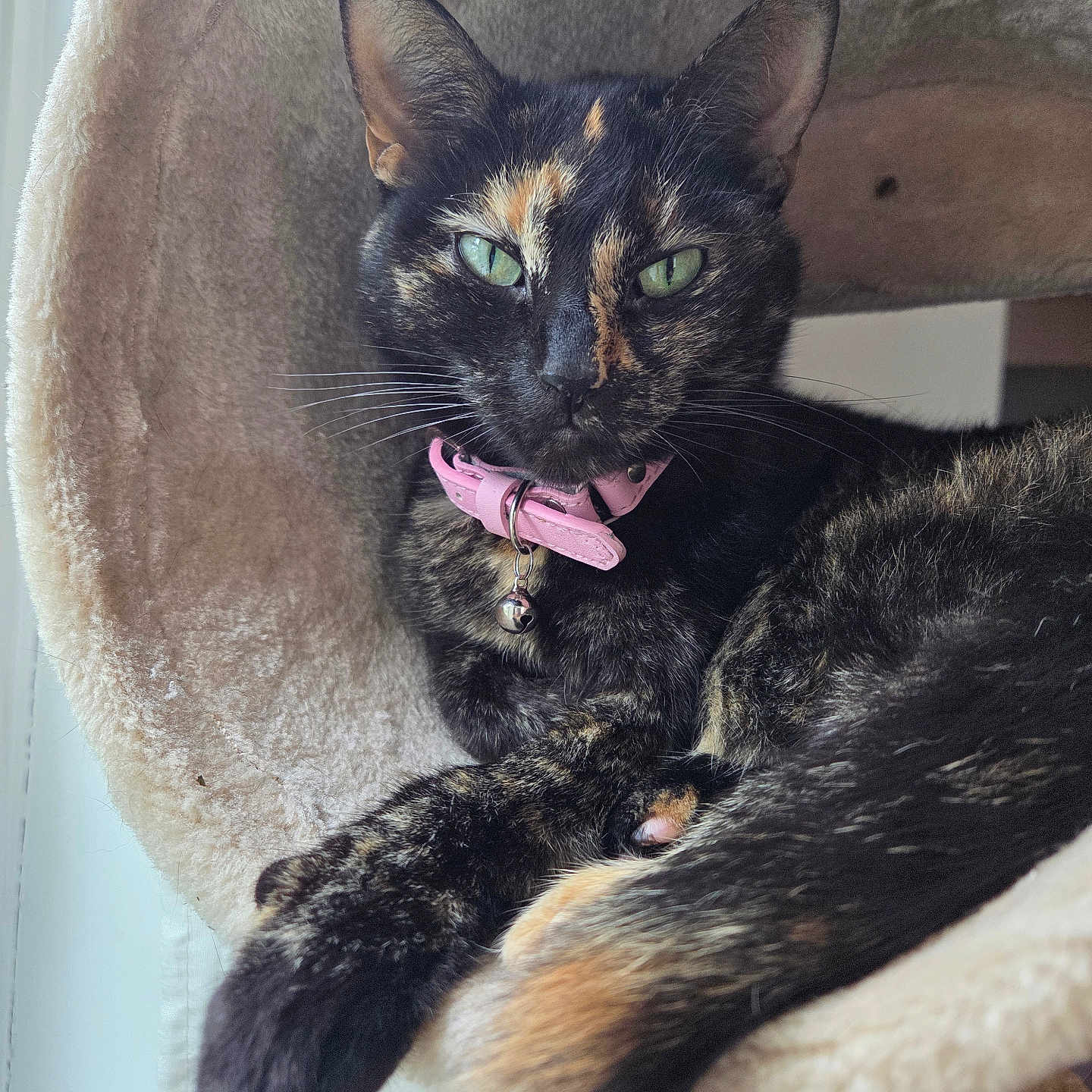 Sodapop is registered to the contest to win money with this photo: animal, bell, cat, cat_bed, close_up, collar, cozy, cute, domestic_cat, feline, fur, green_eyes, indoor, pet, portrait, relaxed, resting, soft_texture, tortoiseshell_cat, whiskers