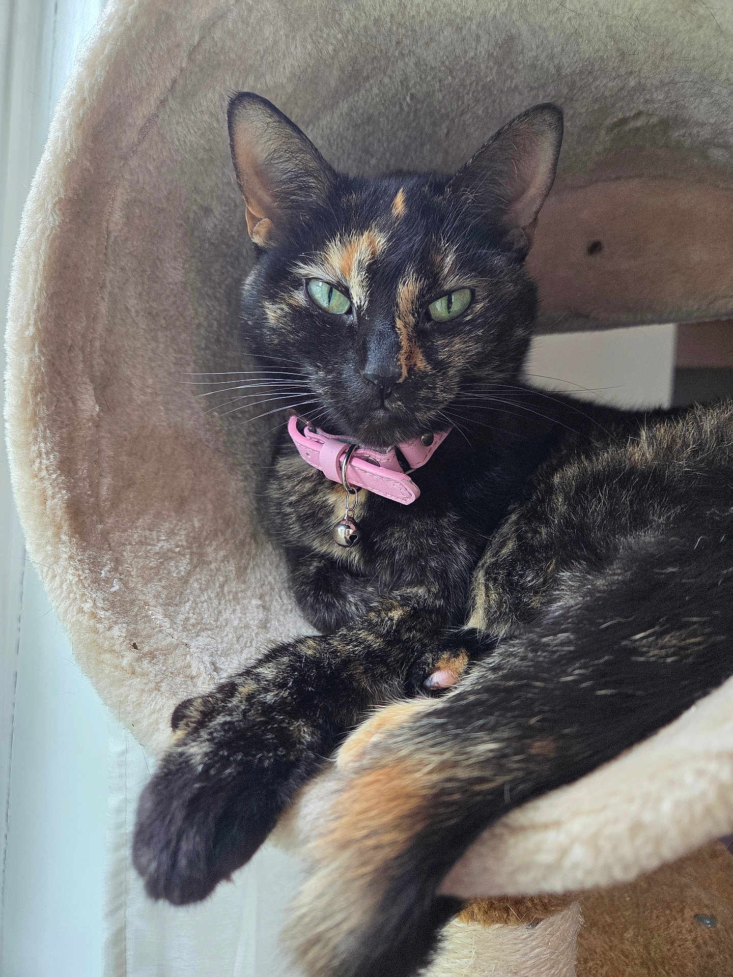 Sodapop is registered to the contest to win money with this photo: cat, tortoiseshell_cat, pet, feline, green_eyes, collar, bell, cat_bed, cozy, indoor, relaxed, close_up, animal, soft_texture, fur, whiskers, resting, cute, domestic_cat, portrait