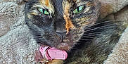 Sodapop is registered to the contest to win money with this photo: cat, tortoiseshell, green_eyes, pink_collar, pet, feline, close_up, portrait, cozy, blanket, soft_texture, indoor, fur, whiskers, animal, cute, resting, relaxed, domestic_cat, comfort
