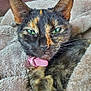 cat, tortoiseshell, green_eyes, pink_collar, pet, feline, close_up, portrait, cozy, blanket, soft_texture, indoor, fur, whiskers, animal, cute, resting, relaxed, domestic_cat, comfort