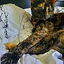 Sodapop is registered to the contest to win money with this photo: cat, tortoiseshell, pet, animal, feline, bed, blanket, stretching, indoor, relaxed, paw, fur, sleepy, cozy, domestic, closeup, whiskers, ears, resting, comfortable