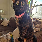 Sodapop joined the competition — help win amazing prizes! cat, tortoiseshell, pink_collar, indoor, couch, cushion, blanket, window, sunlight, plant, lamp, living_room, furniture, pet, whiskers, tail, fur, domestic_animal, cozy, relaxed