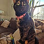 cat, tortoiseshell, pink_collar, indoor, couch, cushion, blanket, window, sunlight, plant, lamp, living_room, furniture, pet, whiskers, tail, fur, domestic_animal, cozy, relaxed