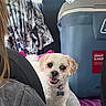 Teddy joined the competition — help win amazing prizes! dog, puppy, white_dog, curly_fur, pet, animal, face, smiling, open_mouth, collar, dog_tag, car, vehicle, car_seat, cooler, blanket, passenger, road_trip, indoor, portrait