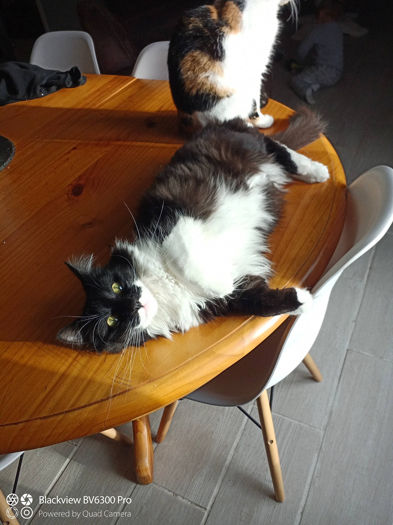 Ritchi a rejoint le concours — aidez-le/la à gagner de superbes lots ! black, box, carnivore, cat, chair, comfort, companion_dog, dog_breed, felidae, flooring, fur, hardwood, lap, plant, room, small_to_medium_sized_cats, tail, vertebrate, whiskers, wood