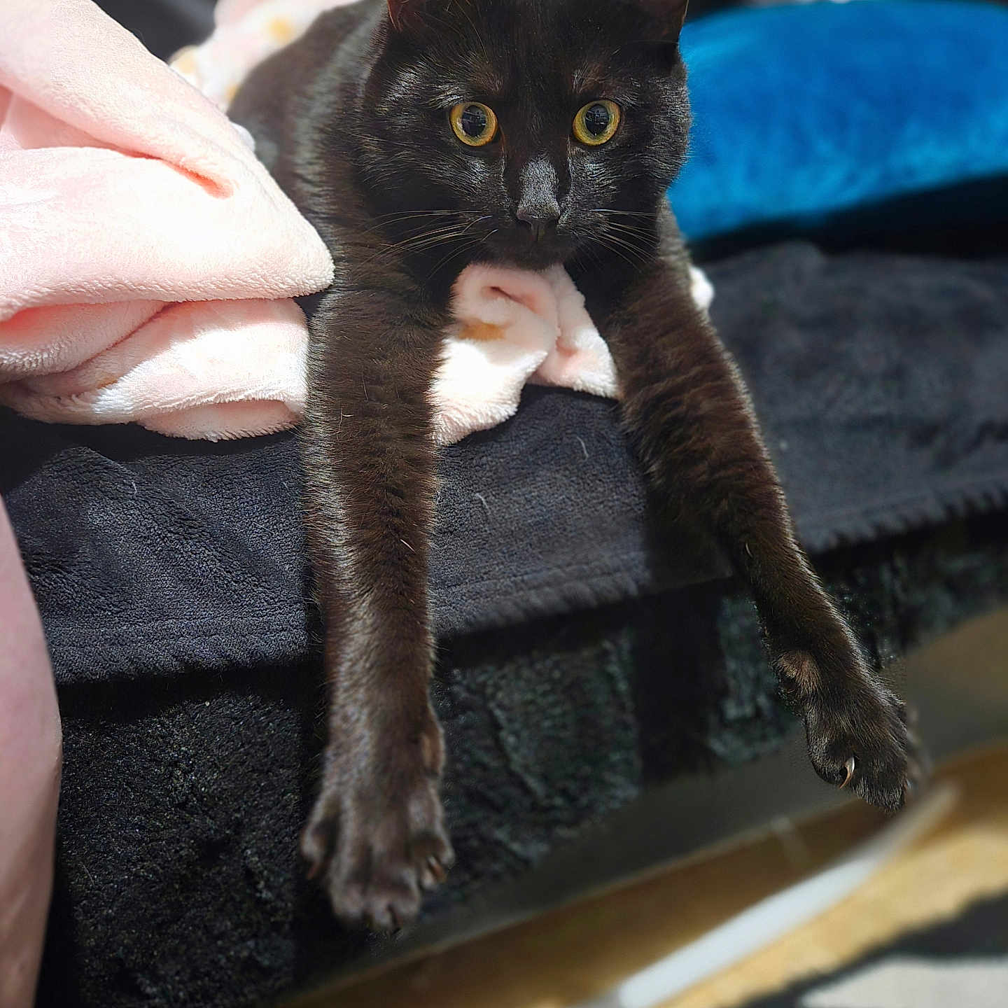 Berry participe au concours pour gagner de l'argent avec cette photo : cat, black_cat, pet, animal, indoor, blanket, couch, fur, whiskers, yellow_eyes, stretching, relaxed, cozy, soft, feline, claws, paws, home, cute, curious