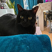 Kamy a rejoint le concours — aidez-le/la à gagner de superbes lots ! black_cat, cat, pet, indoor, curtains, table, furniture, plant, tongue_out, close_up, domestic_animal, eye_contact, curious, cozy, living_room, houseplant, two_cats, resting, fur, whiskers