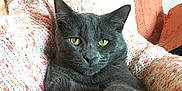 Drogo joined the competition — help win amazing prizes! animal, architecture, building, cat, chair, couch, cushion, face, furniture, head, homedecor, indoors, kitten, livingroom, manx, person, pet, photography, portrait, room