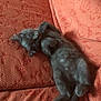 Drogo is registered to the contest to win money with this photo: animal, armchair, bed, blanket, canine, cat, chair, couch, cushion, dog, furniture, homedecor, indoors, kitten, linen, manx, person, pet, puppy, sleeping