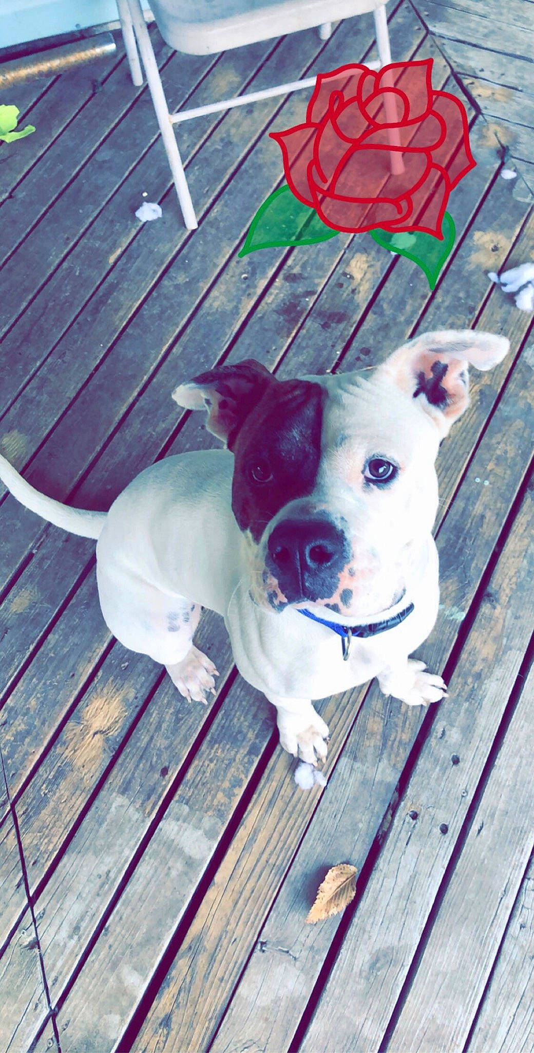 Kilo Rodriguez joined the competition — help win amazing prizes! american_bulldog, american_pit_bull_terrier, american_staffordshire_terrier, bull_and_terrier, bull_terrier, canidae, carnivore, dog, dog_breed, ear, fawn, french_bulldog, mammal, non_sporting_group, pit_bull, puppy, rare_breed_dog, snout, sporting_group, vertebrate