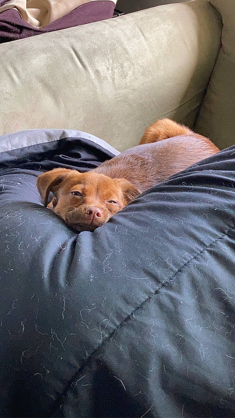 Scooby is registered to the contest to win money with this photo: bed, bedding, canidae, carnivore, comfort, companion_dog, dog, dog_breed, duvet, fawn, fur, linens, liver, nap, puppy, snout, sporting_group, terrestrial_animal, whiskers, working_animal