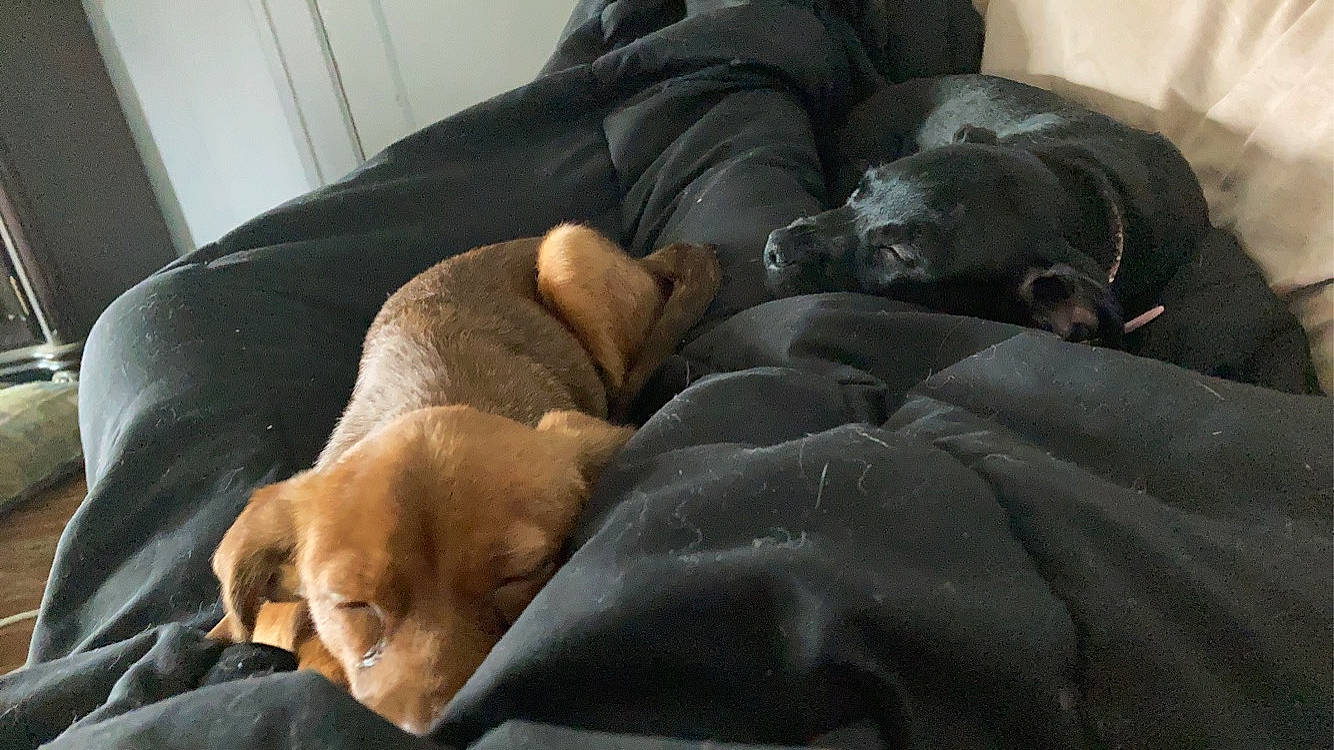 Scooby joined the competition — help win amazing prizes! canidae, carnivore, comfort, companion_dog, couch, dog, dog_breed, fawn, fur, guard_dog, linens, nap, snout, sporting_group, terrestrial_animal, toy_dog, vertebrate, whiskers, working_animal, wrinkle