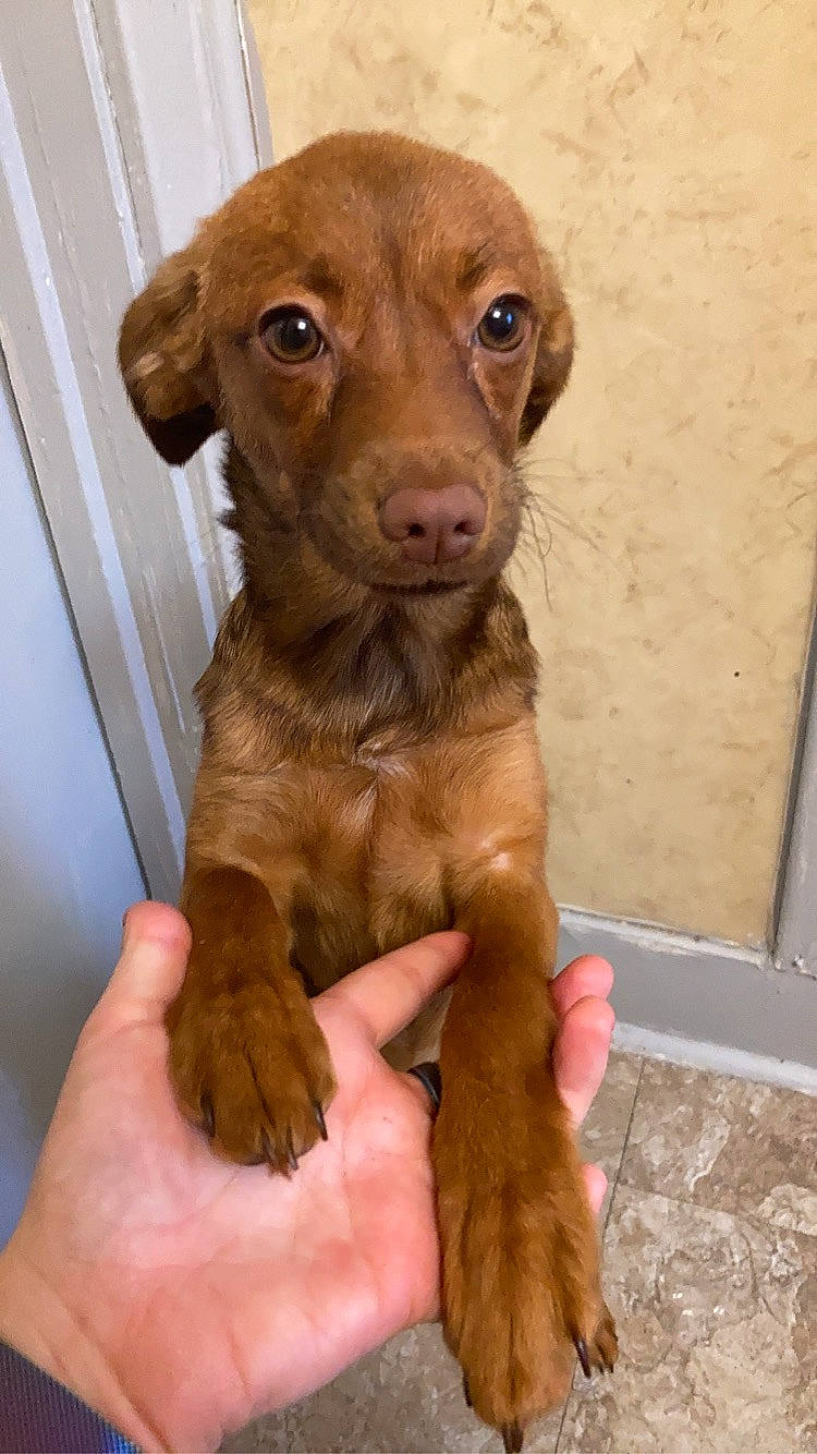 Scooby is registered to the contest to win money with this photo: canidae, carnivore, companion_dog, dog, dog_breed, fawn, fur, hunting_dog, liver, pet_supply, snout, sporting_group, terrestrial_animal, whiskers, working_animal