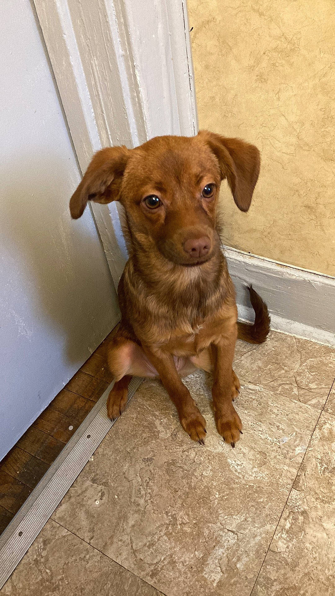 Scooby joined the competition — help win amazing prizes! canidae, carnivore, companion_dog, dog, dog_breed, dog_collar, dog_supply, fawn, flooring, fur, hardwood, liver, pet_supply, puppy, snout, sporting_group, terrestrial_animal, whiskers, wood, working_animal