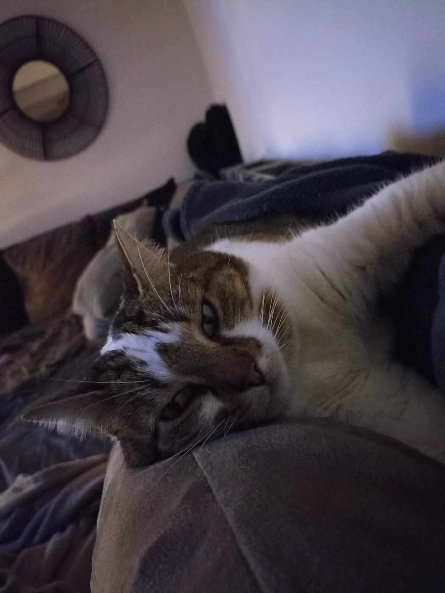 Nounouche a rejoint le concours — aidez-le/la à gagner de superbes lots ! bed, bed_sheet, bedding, carnivore, cat, claw, cloud, comfort, domestic_short_haired_cat, felidae, fur, grey, linens, metal, paw, room, small_to_medium_sized_cats, snout, tail, whiskers