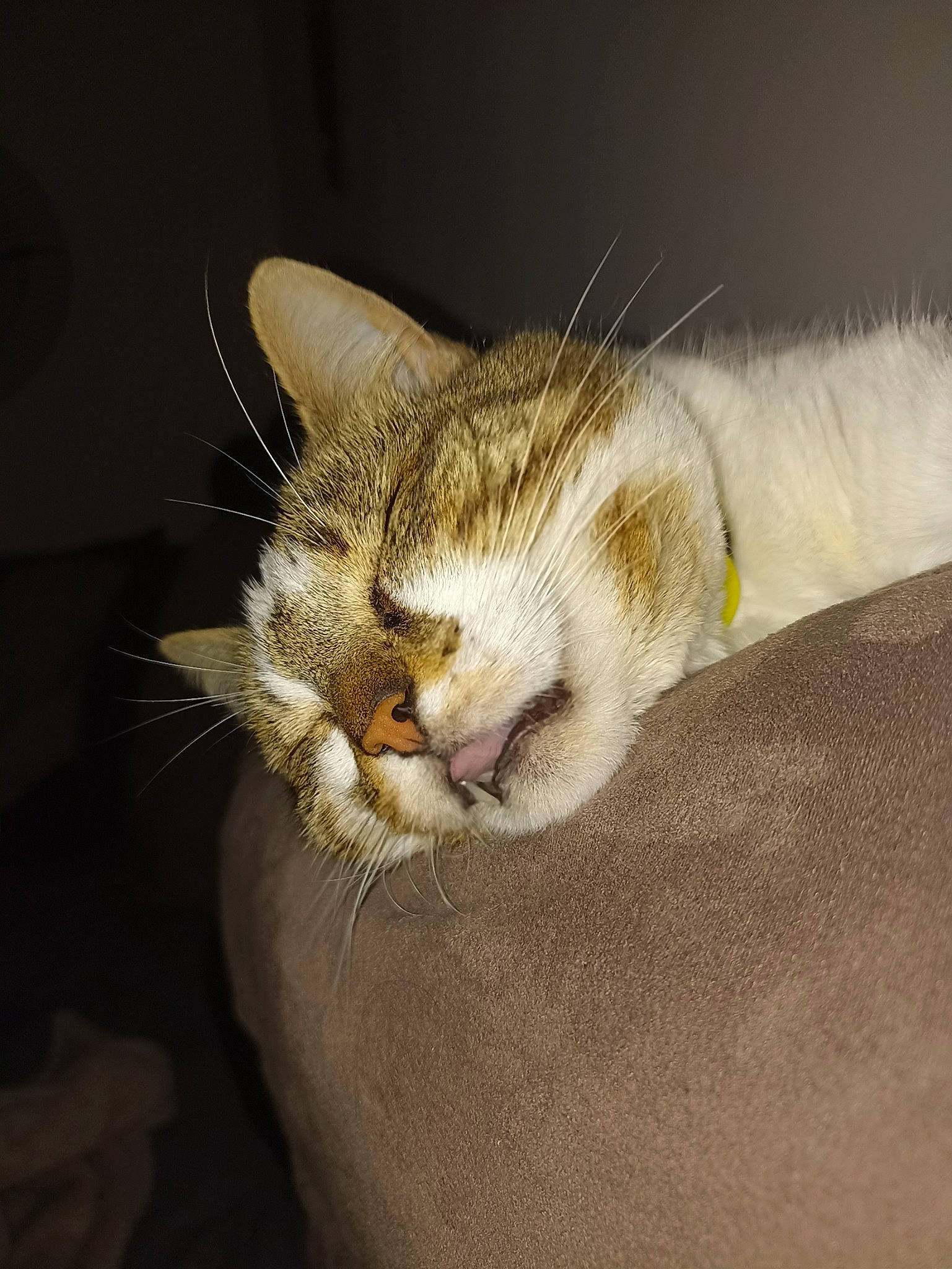 Nounouche participe au concours pour gagner de l'argent avec cette photo : carnivore, cat, claw, comfort, domestic_short_haired_cat, ear, felidae, fur, macro_photography, nap, paw, sleep, small_to_medium_sized_cats, snout, tail, terrestrial_animal, whiskers, wildlife