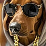 Poppy participe au concours pour gagner de l'argent avec cette photo : accessory, animal, brown_dog, canine, close_up, cool, cute, dog, fashion, funny, gold_chain, hoodie, indoors, muzzle, nose, pet, portrait, stylish, sunglasses, wearing