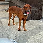Poppy participe au concours pour gagner de l'argent avec cette photo : alert, animal, brown_dog, canine, collar, concrete, daylight, dog, domestic_animal, door, fence, friendly, house, outdoor, patio, pet, side_view, tongue_out, vehicle, wicker_bench