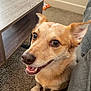 Piper is registered to the contest to win money with this photo: dog, canine, pet, indoor, carpet, couch, table, ears, eyes, fur, smiling, cute, animal, brown, tan, happy, waiting, home, floor, closeup