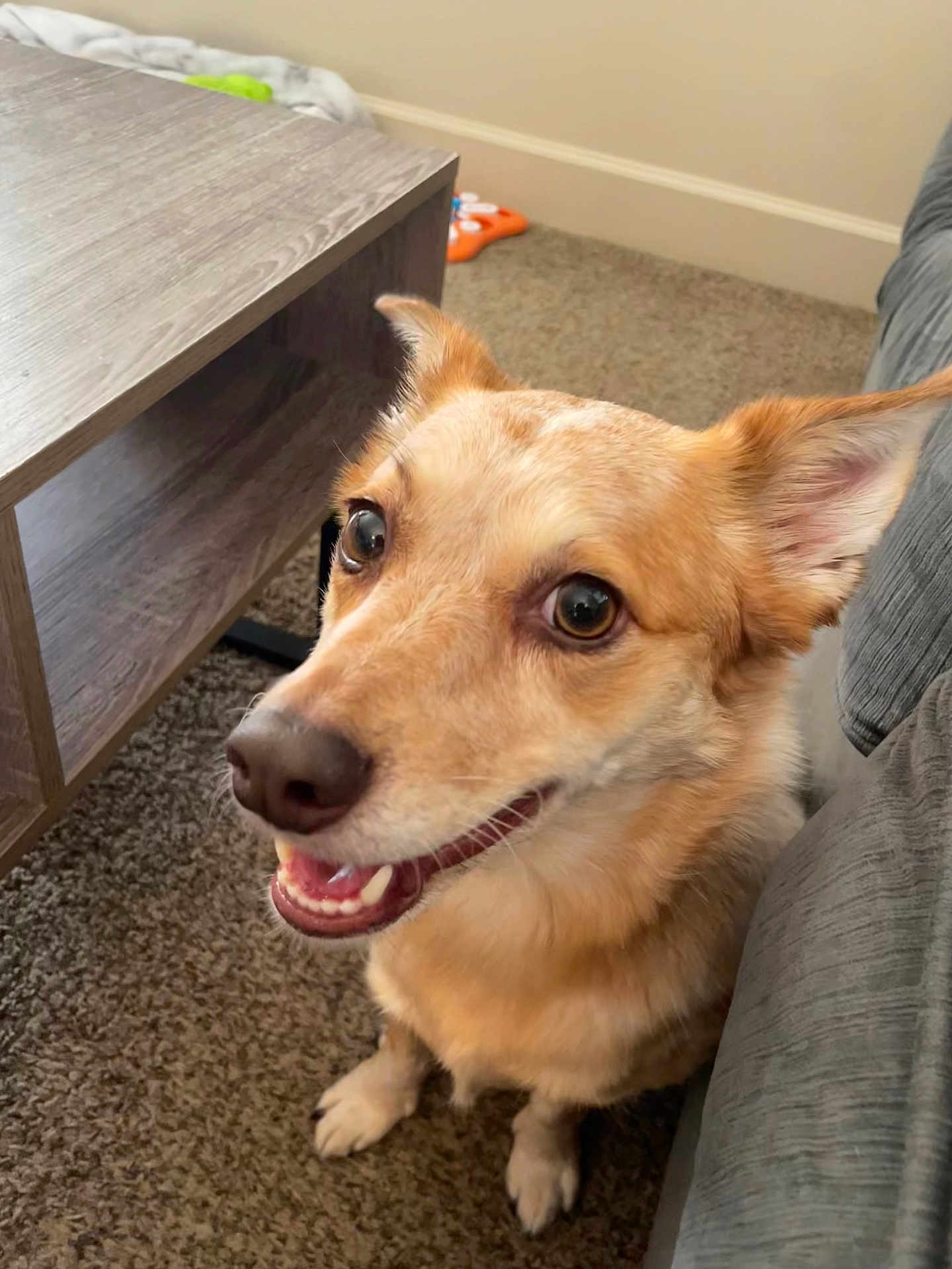 Piper is registered to the contest to win money with this photo: dog, canine, pet, indoor, carpet, couch, table, ears, eyes, fur, smiling, cute, animal, brown, tan, happy, waiting, home, floor, closeup