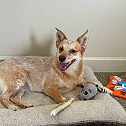 Piper is registered to the contest to win money with this photo: dog, pet, dog_bed, plush_toy, bone, carpet, indoor, happy, smiling, canine, relaxed, brown_fur, ears_up, toy, chewing, domestic_animal, animal_bed, resting, face, paw