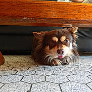 Lawson a rejoint le concours — aidez-le/la à gagner de superbes lots ! dog, brown_dog, pet, floor, tiled_floor, wooden_table, indoor, tongue_out, resting, cute, fur, canine, animal, household, cozy, couch, paw, looking, small_dog, domestic