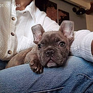 Arlo a rejoint le concours — aidez-le/la à gagner de superbes lots ! casual, close_up, clothing, cute, denim, dog, ears, eyes, french_bulldog, home, indoor, lap, paw, person, pet, portrait, puppy, relaxed, resting, white_shirt
