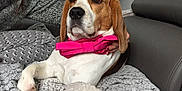 Jade a rejoint le concours — aidez-le/la à gagner de superbes lots ! dog, beagle, bow_tie, pet, animal, blanket, couch, indoor, living_room, person, hand, fur, ears, face, brown, white, cozy, relaxed, domestic, companion