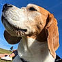 dog, beagle, close_up, outdoor, blue_sky, grass, pet, canine, collar, animal, sunlight, nature, mammal, ears, snout, fur, leash, walking, person, relaxing