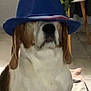 Jade a rejoint le concours — aidez-le/la à gagner de superbes lots ! dog, hat, blue_hat, indoor, floor, table, plant, brown_and_white, pet, canine, sitting, furniture, tile_floor, accessory, funny, blurred, domestic, animal, cute, portrait