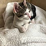 Twist participe au concours pour gagner de l'argent avec cette photo : kitten, cat, pet, animal, white, tabby, fur, blanket, soft, cozy, indoor, cute, whiskers, ears, paws, resting, young, feline, curious, comfort