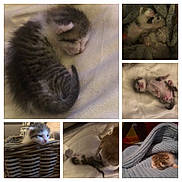 Twist a rejoint le concours — aidez-le/la à gagner de superbes lots ! kitten, sleeping, basket, blanket, dog, nuzzling, cozy, newborn, animal, pet, cute, fur, indoor, resting, young, closeup, soft, tiny, warm, snuggling