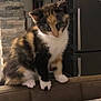 Mitsy participe au concours pour gagner de l'argent avec cette photo : cat, kitten, calico, indoor, curious, pet, feline, sitting, chair, furniture, stone_wall, refrigerator, magnet, table, wood_floor, whiskers, paws, domestic_animal, cute, young