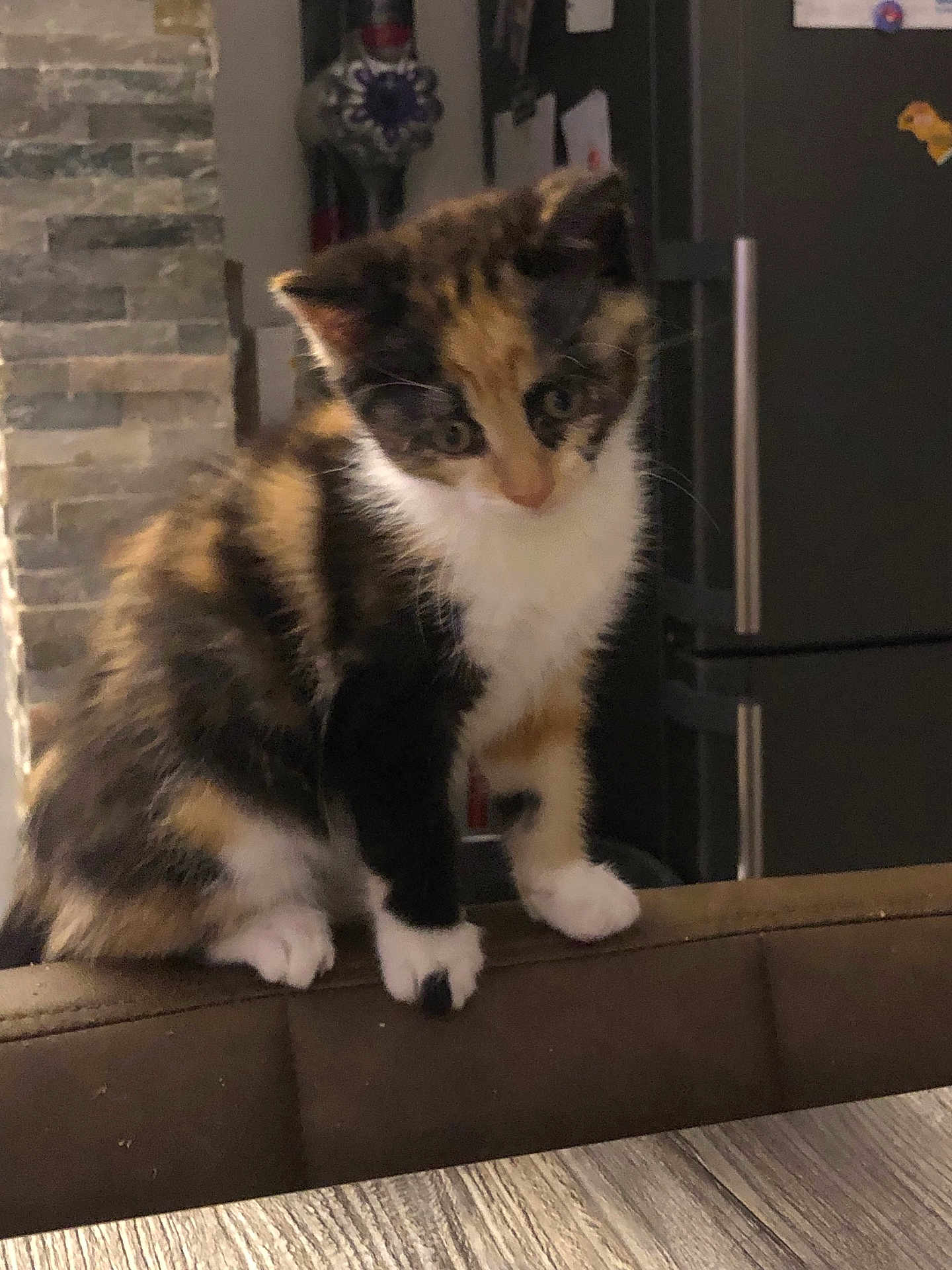 Mitsy participe au concours pour gagner de l'argent avec cette photo : cat, kitten, calico, indoor, curious, pet, feline, sitting, chair, furniture, stone_wall, refrigerator, magnet, table, wood_floor, whiskers, paws, domestic_animal, cute, young