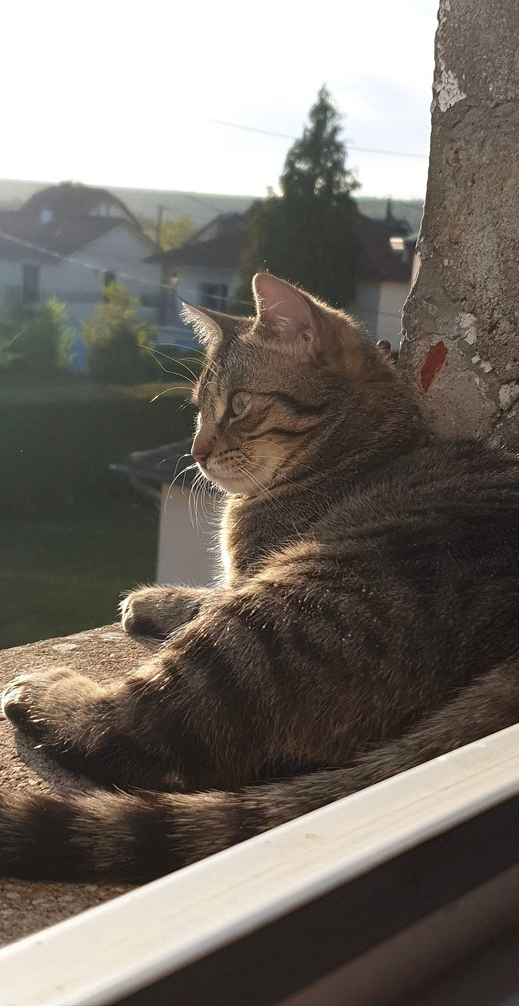 Pepite participe au concours pour gagner de l'argent avec cette photo : aegean_cat, asian, carnivore, cat, domestic_short_haired_cat, dragon_li, european_shorthair, felidae, small_to_medium_sized_cats, tabby_cat, tail, whiskers, wild_cat, window