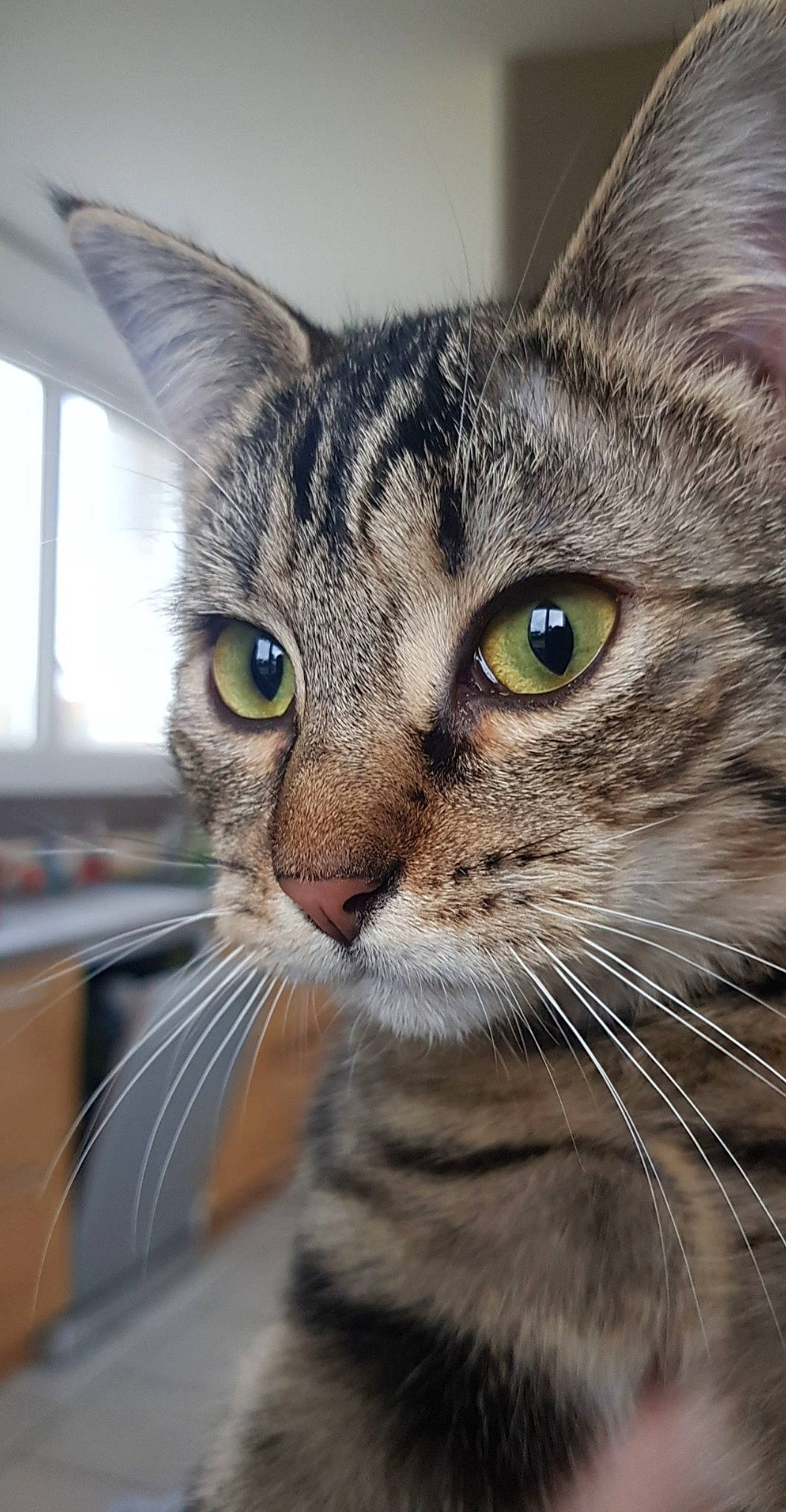 Pepite a rejoint le concours — aidez-le/la à gagner de superbes lots ! aegean_cat, american_shorthair, american_wirehair, asian, australian_mist, carnivore, cat, close_up, domestic_short_haired_cat, dragon_li, european_shorthair, eye, felidae, mammal, ocicat, small_to_medium_sized_cats, snout, tabby_cat, vertebrate, whiskers