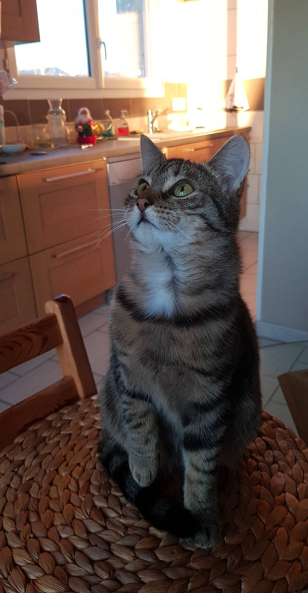 Pepite participe au concours pour gagner de l'argent avec cette photo : american_shorthair, american_wirehair, asian, california_spangled, carnivore, cat, domestic_short_haired_cat, dragon_li, egyptian_mau, european_shorthair, felidae, kitten, mammal, pixie_bob, polydactyl_cat, small_to_medium_sized_cats, snout, tabby_cat, vertebrate, whiskers