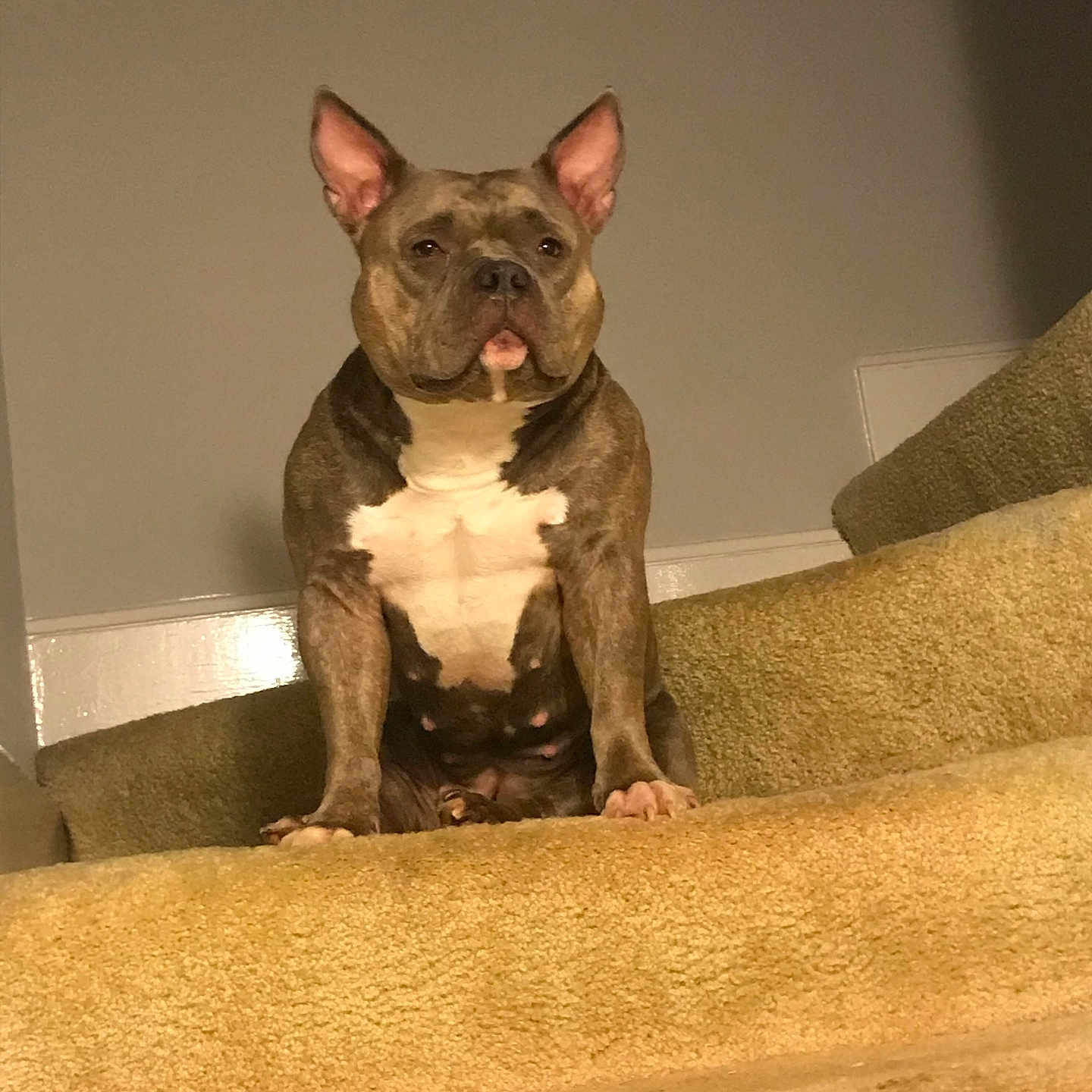 Zoey is registered to the contest to win money with this photo: alert, animal, brown, canine, carpet, dog, domestic, ears, fur, guard, house, indoor, looking, paw, pet, portrait, sitting, stairs, wall, white