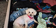Bella is registered to the contest to win money with this photo: dog, bed, clothes, laundry, room, carpet, furniture, collar, white_dog, small_dog, pile, colorful, indoor, pet, relaxed, fabric, side_table, drawer, household, cozy