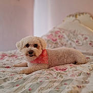 Bella joined the competition — help win amazing prizes! dog, pet, bed, floral, bandana, white, cute, indoor, animal, cozy, relaxed, fur, portrait, lying_down, soft_light, comfort, home, sleepy, small_dog, cute_pet