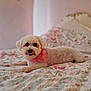 dog, pet, bed, floral, bandana, white, cute, indoor, animal, cozy, relaxed, fur, portrait, lying_down, soft_light, comfort, home, sleepy, small_dog, cute_pet