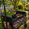cat, black_cat, wagon, flowers, garden, picket_fence, sunlight, yellow_eyes, black_wagon, pink_flowers, purple_flowers, white_flowers, greenery, pathway, outdoor, spring, nature, pet, plant, bottle